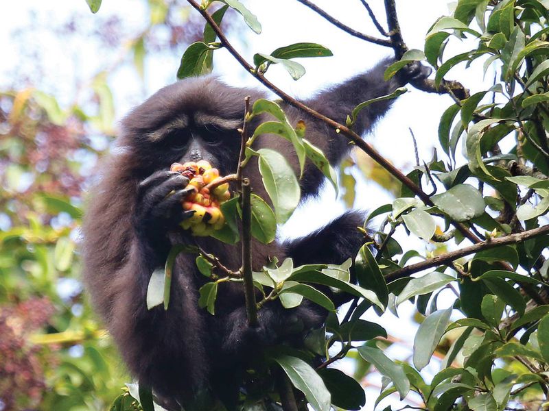 A Skywalker gibbon selects a juicy fruit