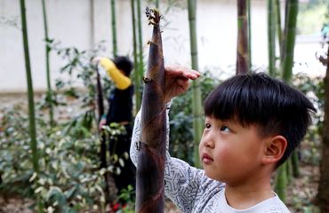 Boy measuring a bamboo stick