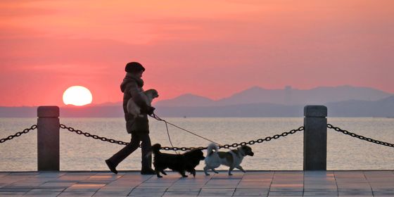 Dog owners walking near the beach in Yantai, Shandong